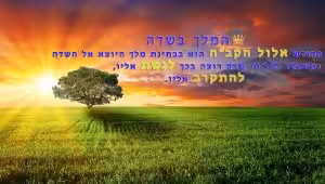 המלך בשדה
