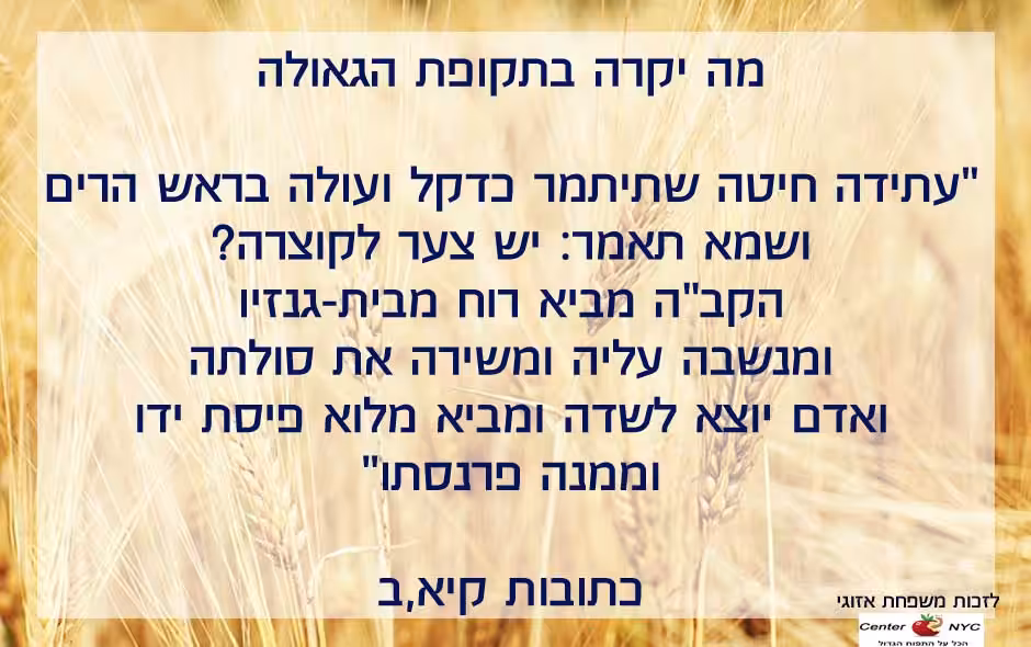 חיטה בגאולה