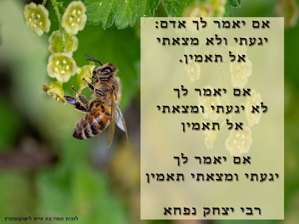 רבי-יצחק-בן-נפחא-ויגעת-ומצאת-תאמין